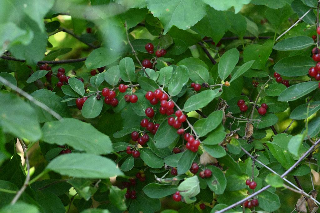 2025-07229826 Wachusett Meadow, MA.JPG - Honeysuckle. Wachusett Meadow Wildlife Sanctuary, MA, 7-22-2025